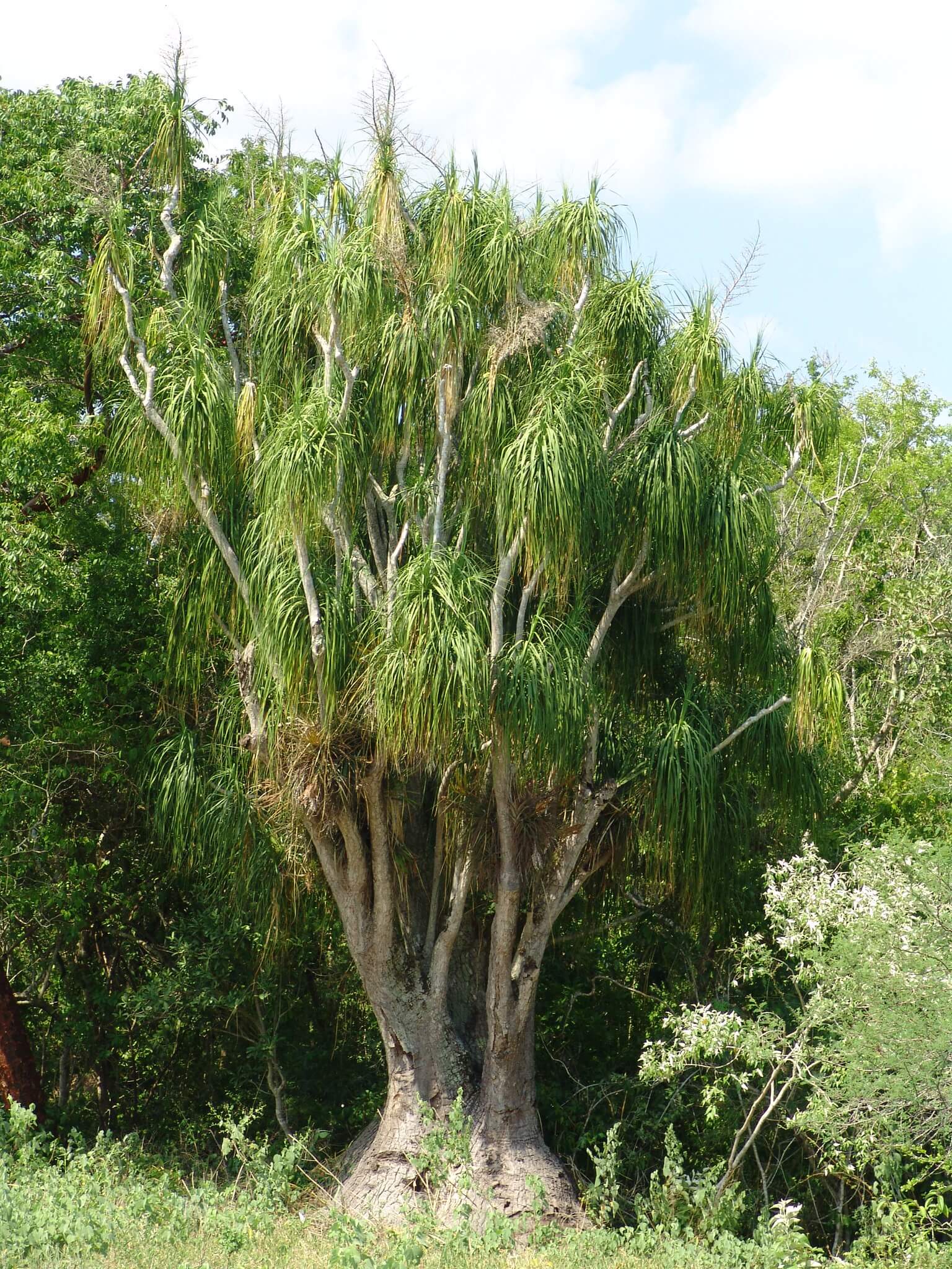 Beaucarnea recurvata